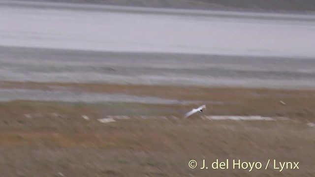 Arctic Tern - ML201488631