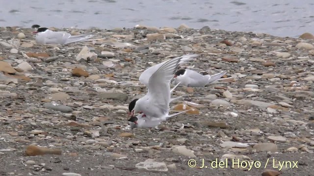 Arctic Tern - ML201488741
