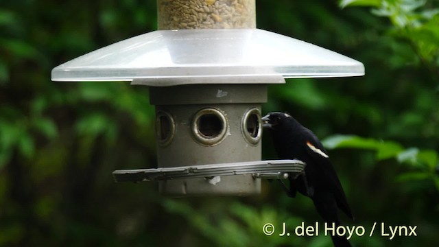 Red-winged Blackbird (Red-winged) - ML201488751