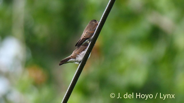 Northern Rough-winged Swallow (Northern) - ML201488851