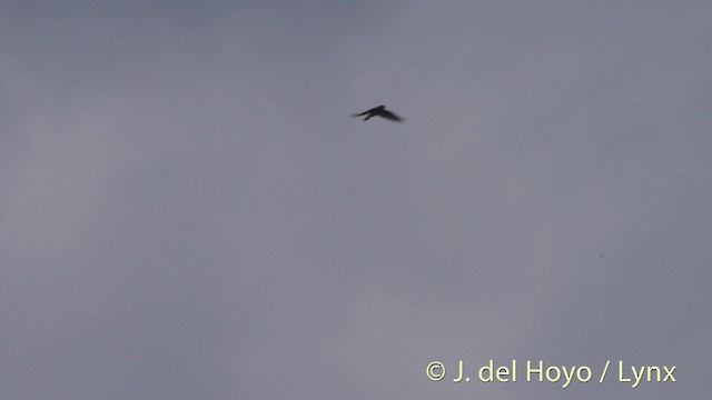 Northern Rough-winged Swallow (Northern) - ML201488871