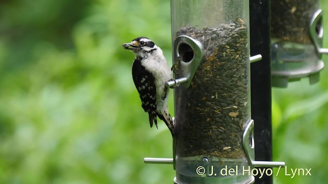 Downy Woodpecker (Eastern) - ML201488941