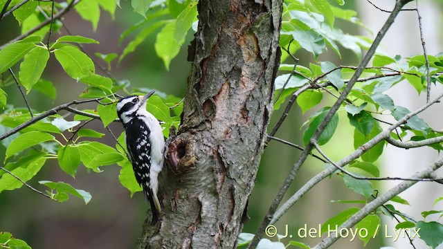 Hairy Woodpecker (Eastern) - ML201488961