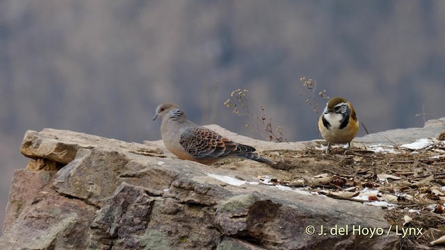  - Oriental Turtle-Dove