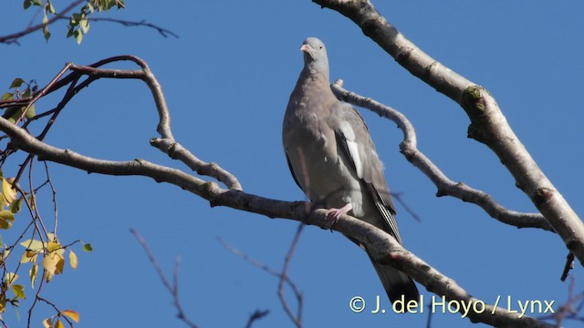 Common Wood-Pigeon (White-necked) - ML201490131