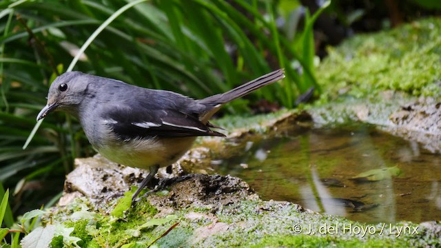 Oriental Magpie-Robin (Oriental) - ML201490221