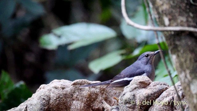 Oriental Magpie-Robin (Oriental) - ML201490231