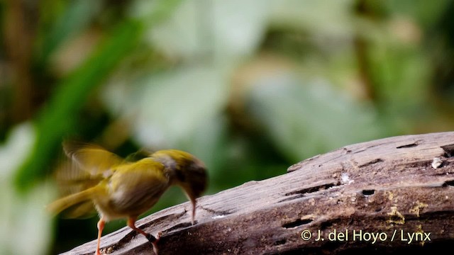 Common Tailorbird - ML201490661