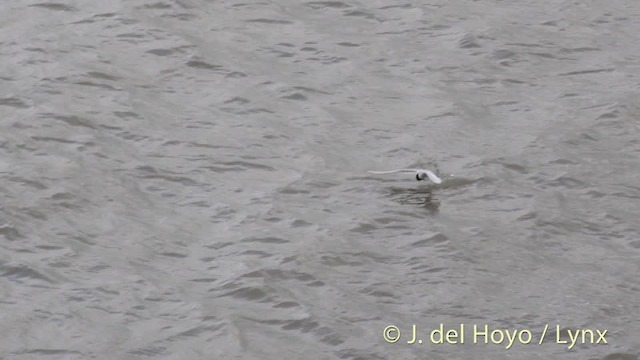 Arctic Tern - ML201490771