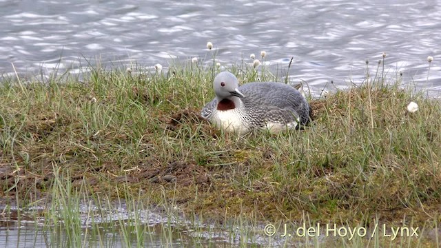 Red-throated Loon - ML201490841