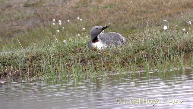 Red-throated Loon - ML201490851