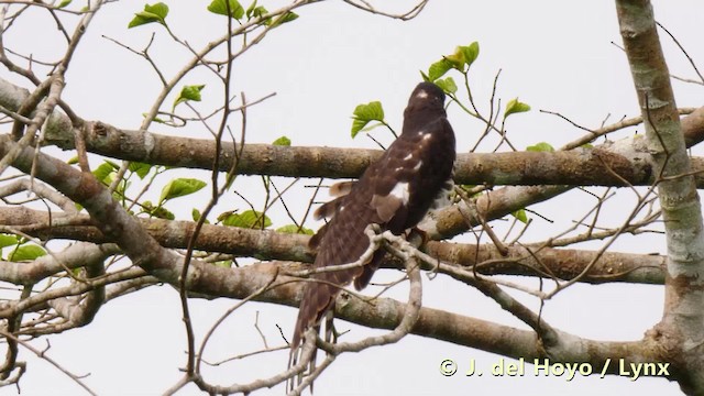 African Cuckoo-Hawk - ML201490881