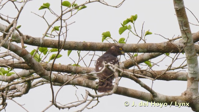 African Cuckoo-Hawk - ML201490891