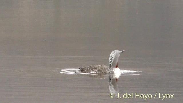Red-throated Loon - ML201491001
