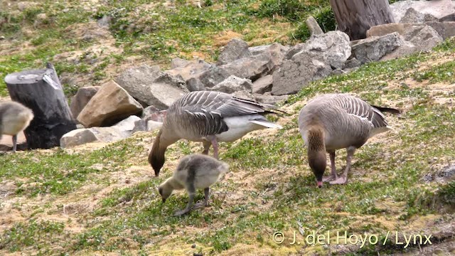 Pink-footed Goose - ML201491021