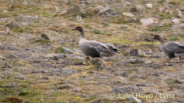 Pink-footed Goose - ML201491111