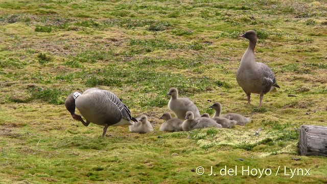 Pink-footed Goose - ML201491131