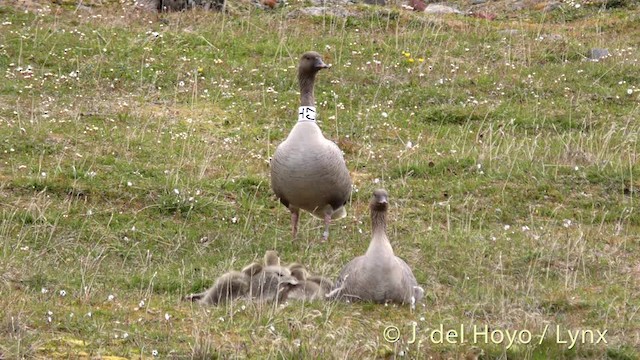 Pink-footed Goose - ML201491141