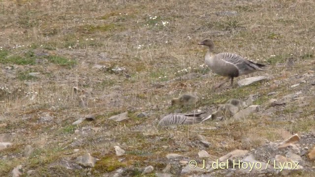 Pink-footed Goose - ML201491161