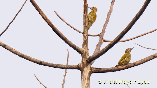 Melancholy Woodpecker - ML201491381