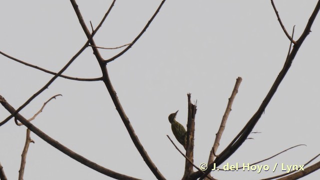 Melancholy Woodpecker - ML201491391