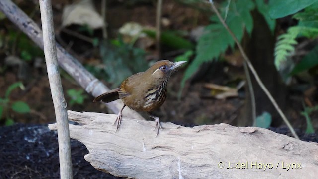 Spot-breasted Laughingthrush - ML201491701
