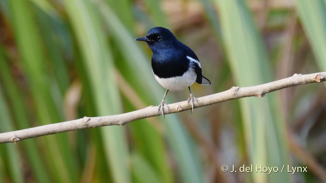  - Oriental Magpie-Robin (Oriental)
