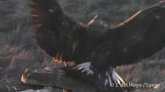 Golden Eagle - ML201492011
