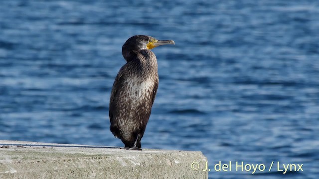 Great Cormorant (North Atlantic) - ML201492491
