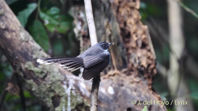 White-throated Fantail - ML201492871