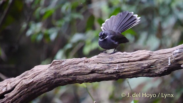 White-throated Fantail - ML201492901