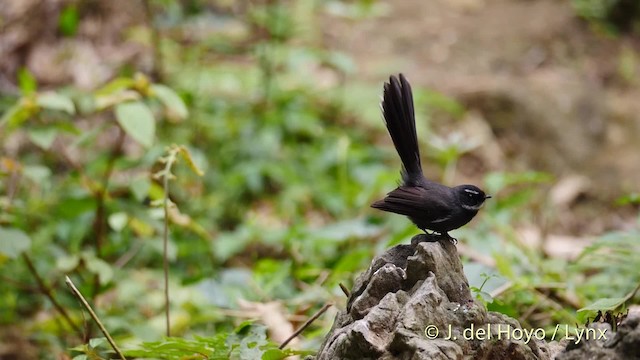 White-throated Fantail - ML201492911