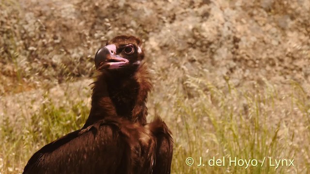 Cinereous Vulture - ML201493231