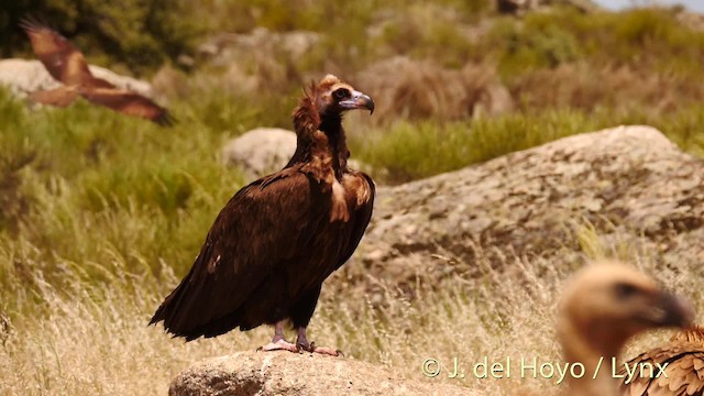 Cinereous Vulture - ML201493241