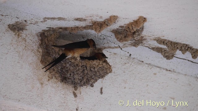 Red-rumped Swallow (Red-rumped) - ML201493301