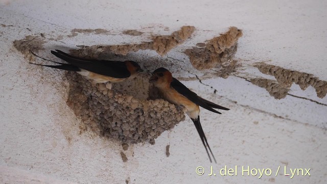 Red-rumped Swallow (Red-rumped) - ML201493311