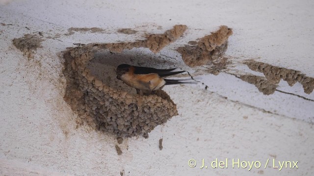 Red-rumped Swallow (Red-rumped) - ML201493321