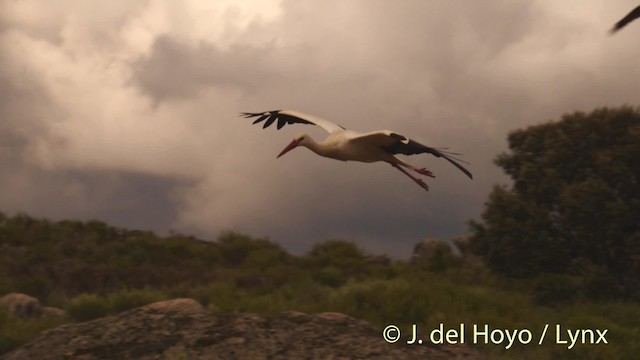 White Stork - ML201493341