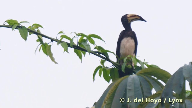 West African Pied Hornbill - ML201493631