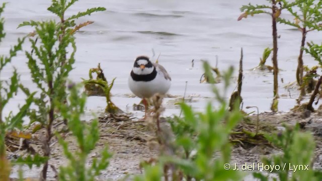 Common Ringed Plover - ML201493681