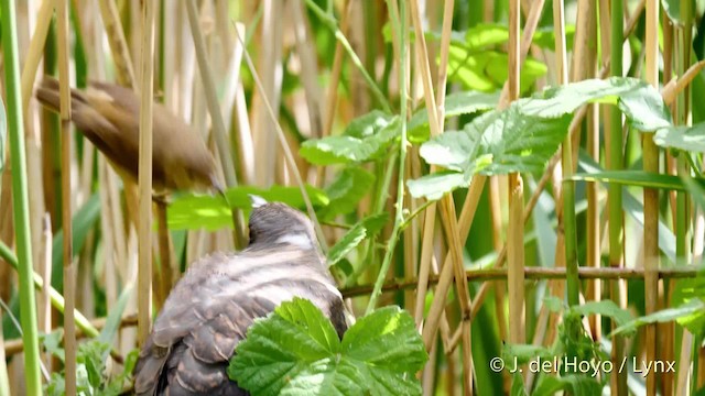 Common Cuckoo - ML201494001