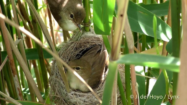 Тростниковая камышевка (scirpaceus) - ML201494221