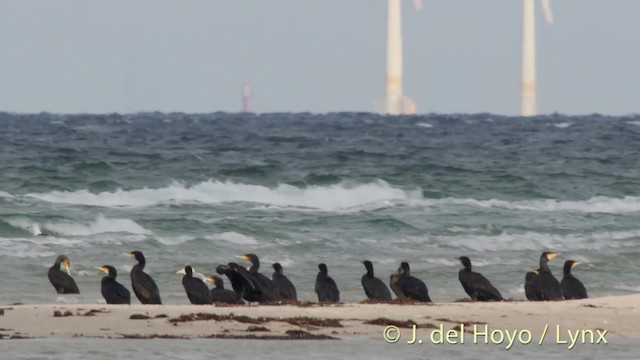 Great Cormorant (North Atlantic) - ML201494661