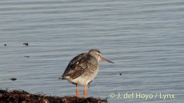 Spotted Redshank - ML201494791