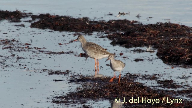 Spotted Redshank - ML201494801
