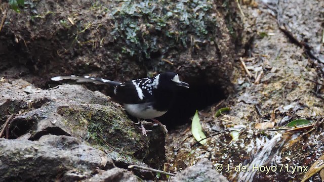 Spotted Forktail - ML201495161