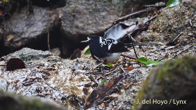 Spotted Forktail - ML201495171
