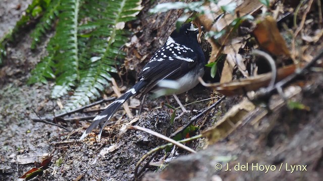 Spotted Forktail - ML201495181