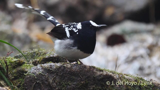 Spotted Forktail - ML201495191