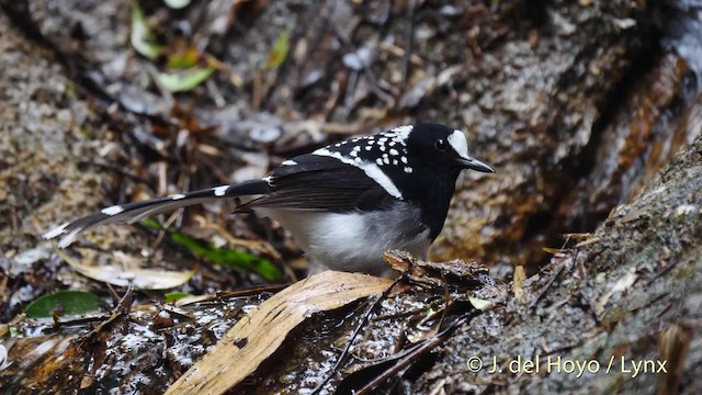 Spotted Forktail - ML201495201